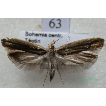 Ypsolopha ustella (Clerck, 1759) Czech63